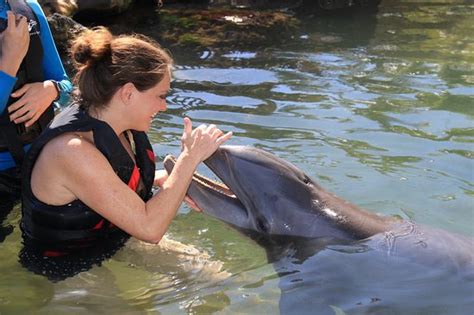 Dolphin Quest (Oahu) - 2019 All You Need to Know BEFORE You Go (with ...