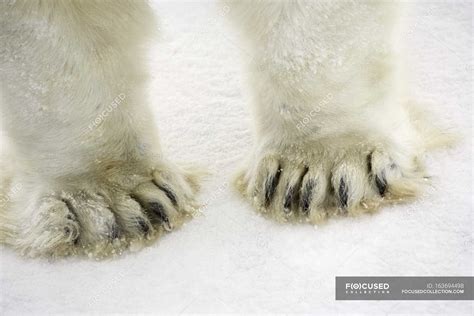 Polar Bear Feet — daytime, fauna - Stock Photo | #163694498