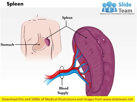 Spleen medical images for power point