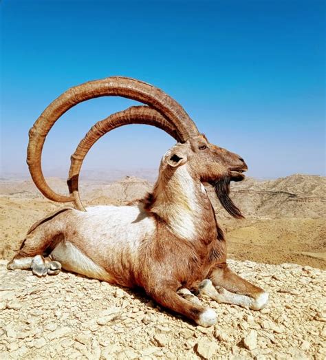 Blue Sheep, Himalayan and Sindh Ibex Plus Markhor and Urial