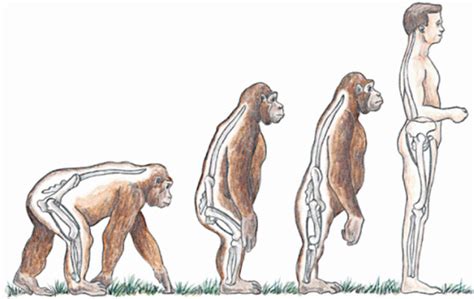 Bipedal Evolution - Anthropology