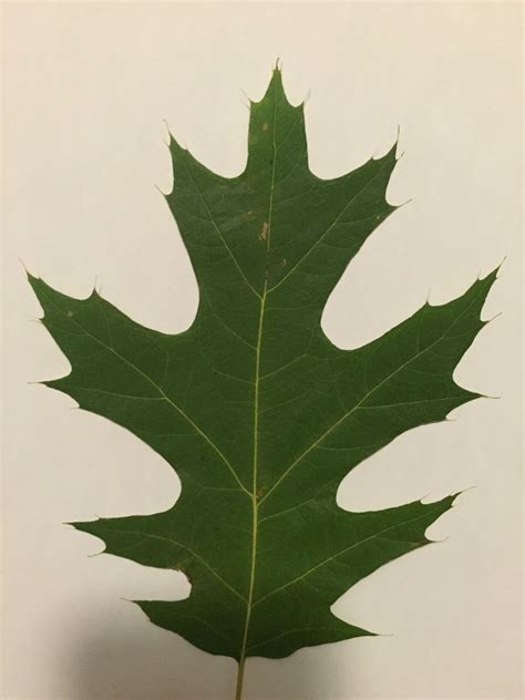 Eastern Black Oak Leaf Coloring Page Supercoloring Co - vrogue.co