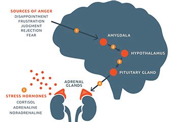 How Anger Affects the Brain and Body [Infographic] - NICABM