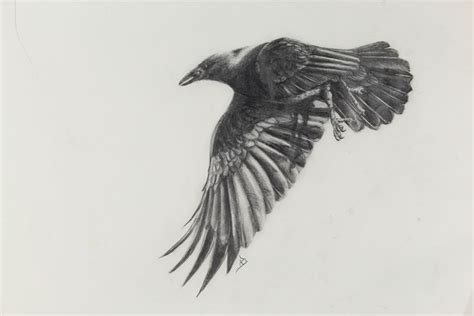 Crow in Flight | Kerry Bennett - Artist