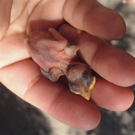 How To Care For An Injured Baby Bird - Baby Viewer