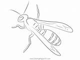 Wasp Coloring Page For Kids  Free Wasps Printable Pages sketch template