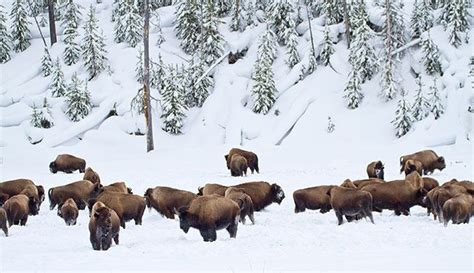 Yellowstone buffalo (bison) in the snow. Photo by Jeff Vanuga | Yellowstone weather, Yellowstone ...