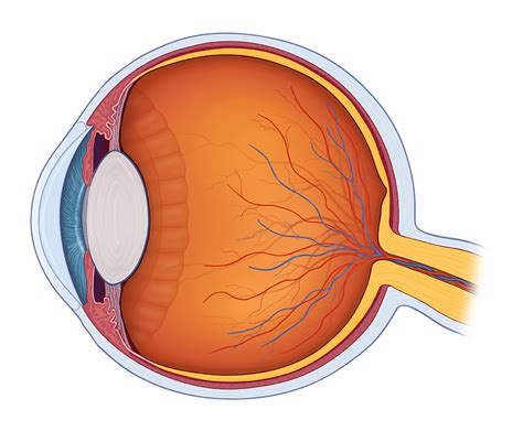 Eye Anatomy Diagram Unlabeled