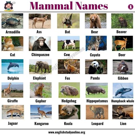 List of Mammals: 50+ Popular Mammal Names with Examples and ESL Pictures - English Study Online ...