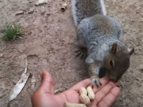 'Rabid' Squirrel Terrorizing Brooklyn Caught On Video Mid-Bite - Brooklyn, NY Patch