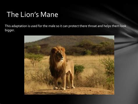 PPT - Adaptations Of A Lion PowerPoint Presentation, free download - ID:2597444