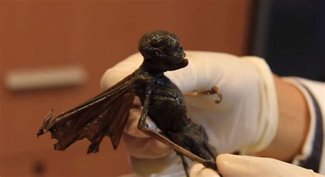 Is this a real FAIRY? Researchers perform X-Ray and Lab tests on mystery creature | Ancient Code