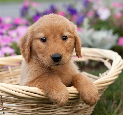 Dark Golden Retriever Puppy