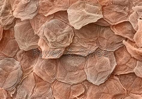 ORGANIC HUMAN SKIN CELLS | Microscopic photography, Science images ...