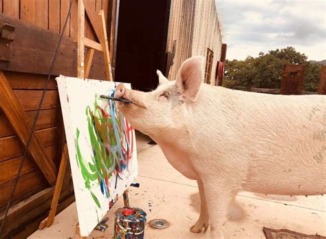 Meet Pigcasso the painting pig: challenging the way we see farm animals - BrightVibes