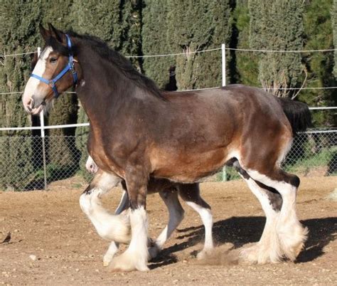 Clydesdale horses, Majestic horse, Horses