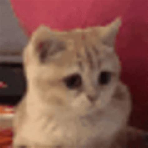 Cat Bobbing Head Listening Music Headphone GIF | GIFDB.com