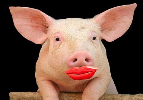 Fletcher's Castoria: Lipstick on a Pig