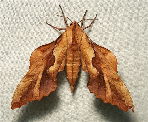 Moth That Looks Like A Brown Leaf | UCB