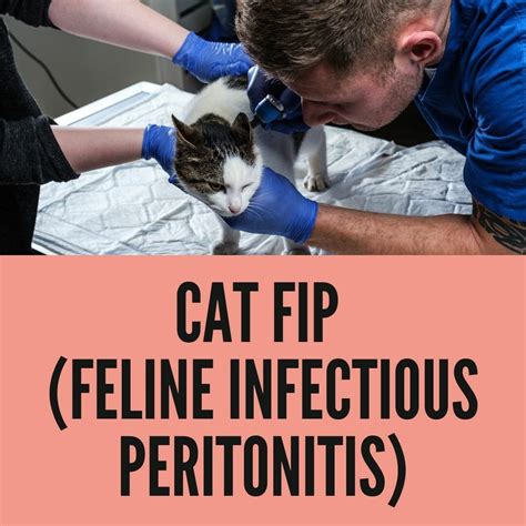 What Is FIP in Cats? (Feline Infectious Peritonitis) - Birman Cats Guide