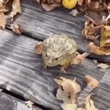 Frog Jumping GIF - Frog Jumping - Discover & Share GIFs