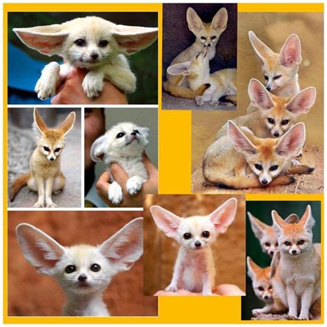 Amazing Fennec Foxes .. from the Sahara desert | Fox, Fennec fox, Zoo animals