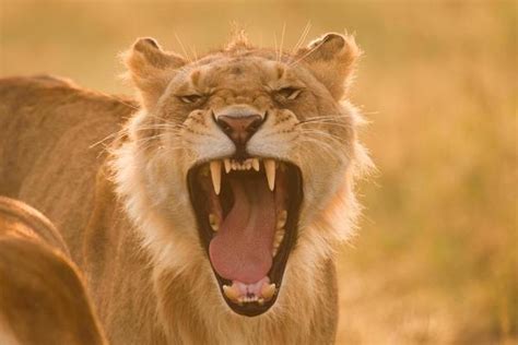 Lion Roar Stock Photos, Images and Backgrounds for Free Download