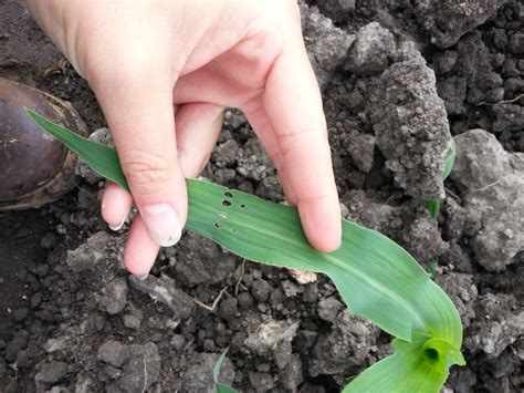 Black Cutworm Damage | Wayne County Integrated Pest Management