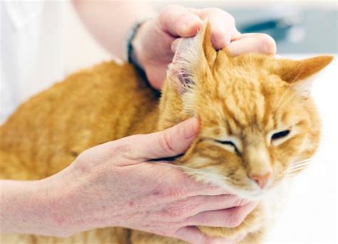 Cat Ear Infections: 8 Steps for Treating Them at Home | PetMD