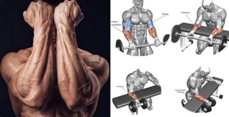 Build Powerful Forearms – The Top 5 Exercises For Massive Forearms | Fitness Workouts & Exercises