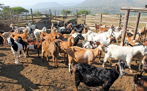 Goat breeding: the challenges faced by smallholders