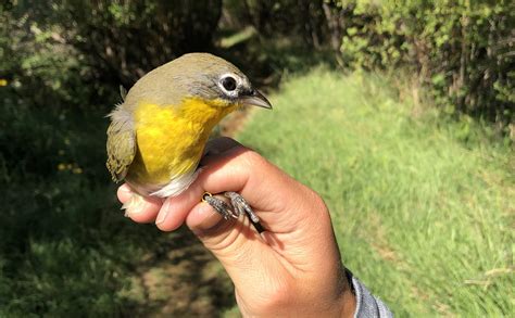 A Choice Sunrise with the Yellow-breasted Chat - The Nature Trust of ...