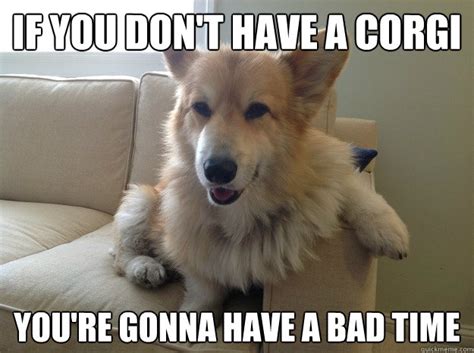 I have very expensive taste in the shoes i eat - Bad Corgi - quickmeme