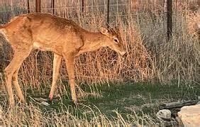 Living Dead or Doomed Dinner? The Haunting Truth of Chronic Wasting ...