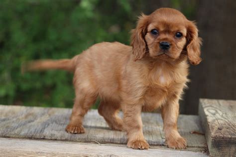 Ruby Cavalier King Charles Spaniel - Profile | Care | Grooming - DogDwell