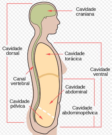 Quais as principais cavidades anatômicas e suas subdivisões? - Anatomia