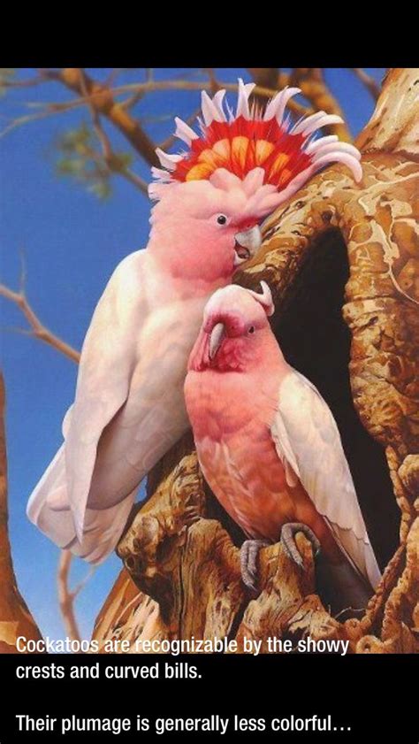 25 striking portraits of rare and endangered birds – Artofit