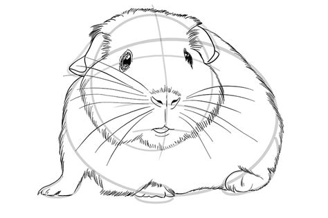 How to Draw a Guinea Pig - Exploring Perspective in a Guinea Pig Sketch