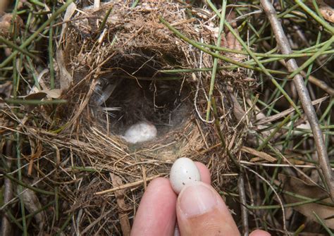 Superb fairywren nest with eggs – News