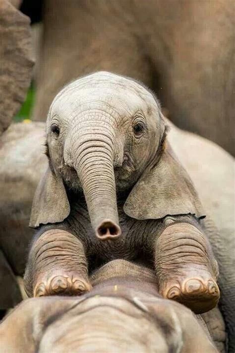 18 Cute Pictures Of Baby Elephants