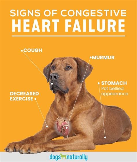 Holistic Options For Congestive Heart Failure In Dogs | Dogs Naturally ...