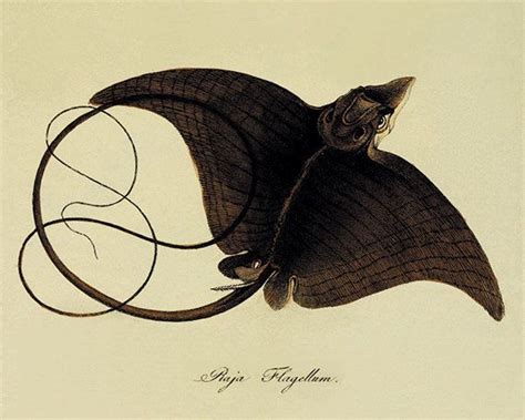 stingray illustration - Google Search | Fish art, Sea art, Antique prints