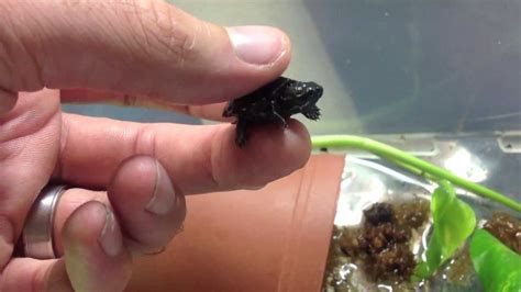 World's Smallest Turtle? - YouTube