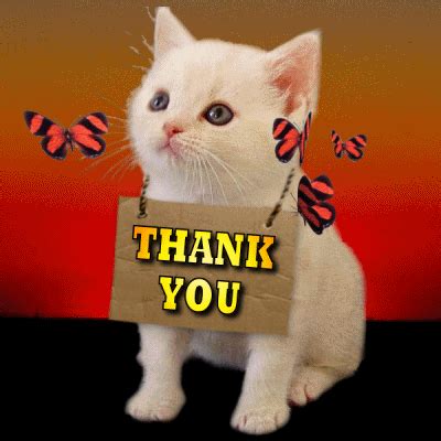 Little kitten says thank you gif