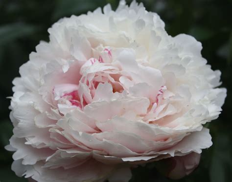 Pale pink peony--in bloom right now! Masses of them would make great ...