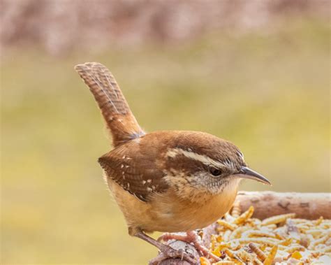 Carolina Wren - FeederWatch