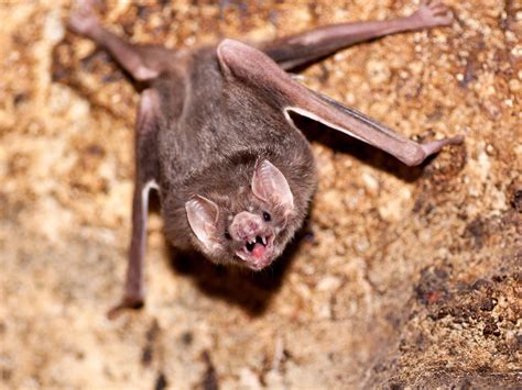 Vampire Bats Feeding On Humans