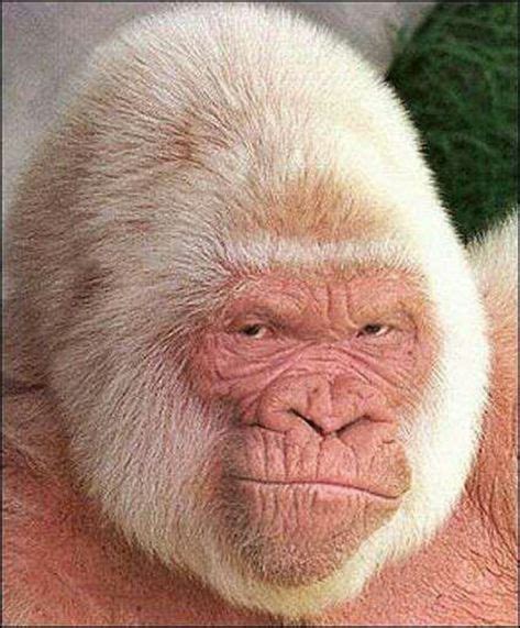 Albino gorilla | Albino gorilla, Animals, Animals beautiful