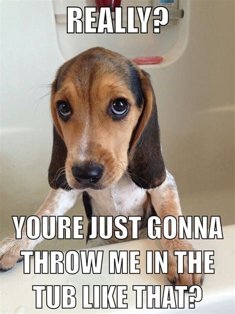 These 8 beagle memes are going to make you go Aww, for sure, whether you're a beagle parent or ...