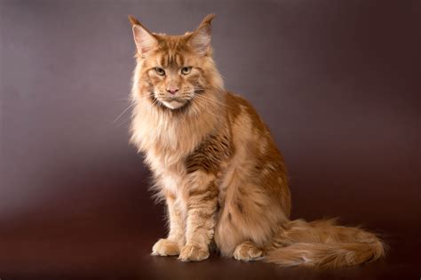 8 Red Cat Breeds & Red Cat Names - A-Z Animals